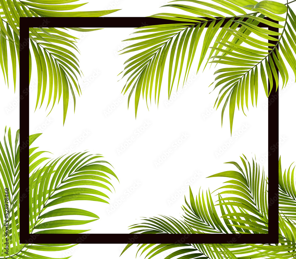 Fototapeta premium Green leaf of palm tree on transparent background png file