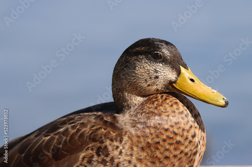 Mallard