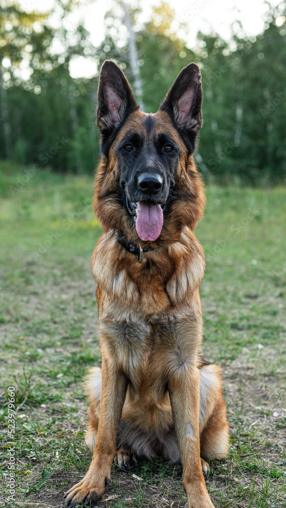 A German Shepherd is sitting on the grass A German Shepherd is sitting on the grass