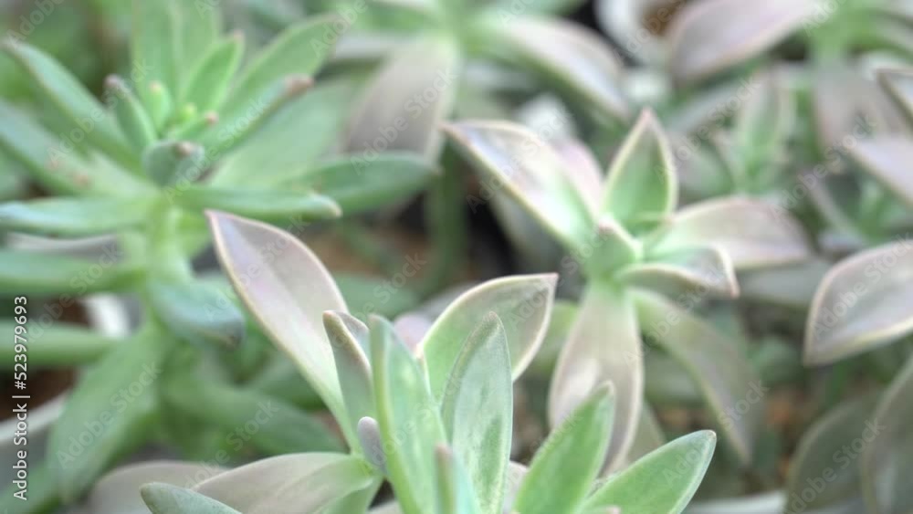 4K echeveria,Cactus humid tropics on a bright day 4K echeveria,Cactus humid tropics on a bright day