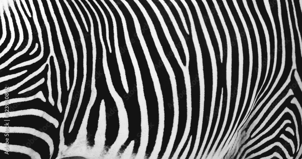 zebra skin texture zebra skin texture