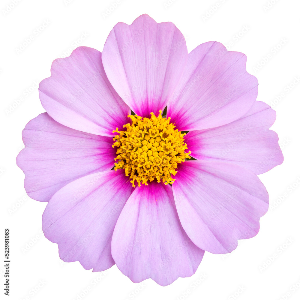 blue cosmos flower isolated with clipping path blue cosmos flower isolated with clipping path