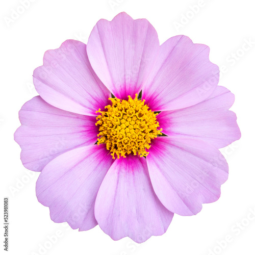 blue cosmos flower isolated with clipping path
