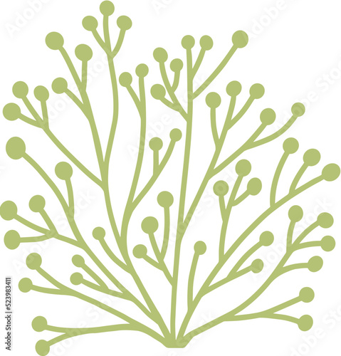 seaweed line art drawing