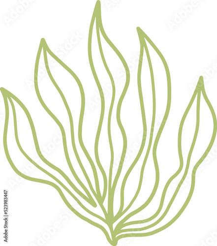seaweed line art drawing