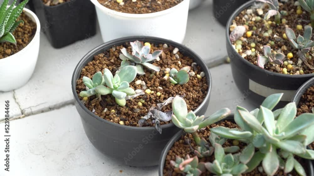 4K echeveria,Cactus humid tropics on a bright day 4K echeveria,Cactus humid tropics on a bright day