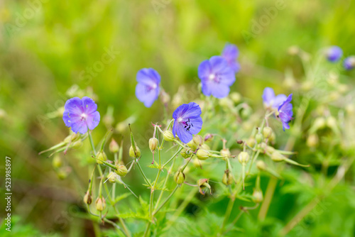 Geranium pratense, meadow geranium violet flowers closeup selective focus