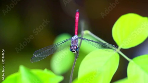 Dragonfly Closeup Macro Video Pruinosed Bloodtail Lathrecista asiatica asiatica Insect Hunter Predator photo