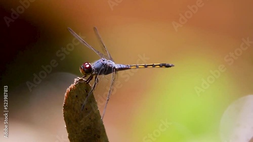 Wallpaper Mural Dragonfly Closeup Macro Video Blue Pursuer Potamarcha congener Insect Hunter Predator Torontodigital.ca