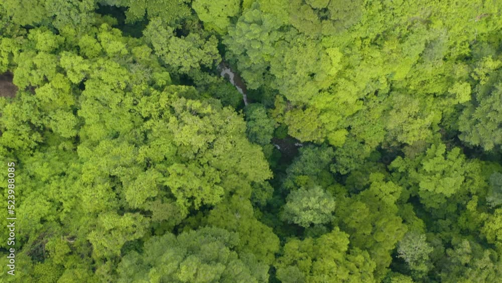 Drone capture the aerial view of lush green tree in Guatemala City Drone capture the aerial view of lush green tree in Guatemala City