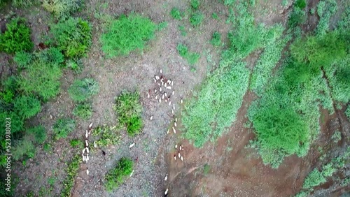 Wallpaper Mural Aerial Top View Of Goats Running On Shepherd In Ngorongoro Conservation Area In Tanzania, East Africa. Torontodigital.ca
