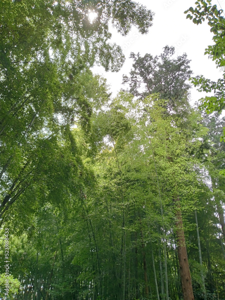 Naklejka premium 竹林 Bamboo Grove