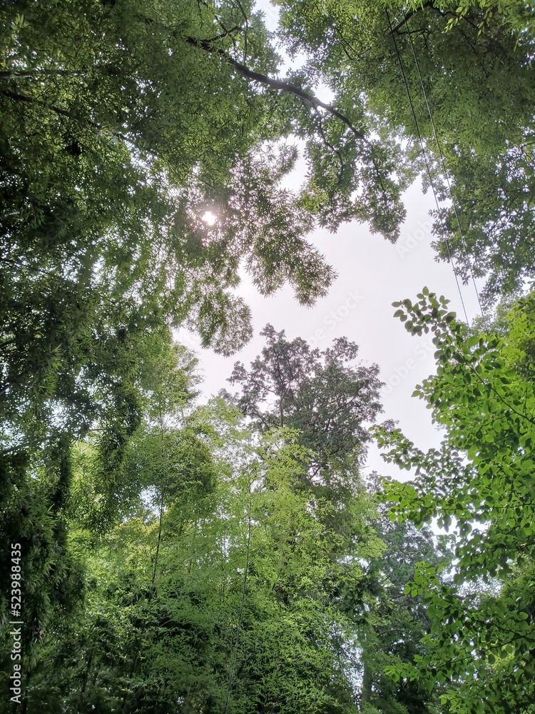Fototapeta premium 竹林 bamboo grove