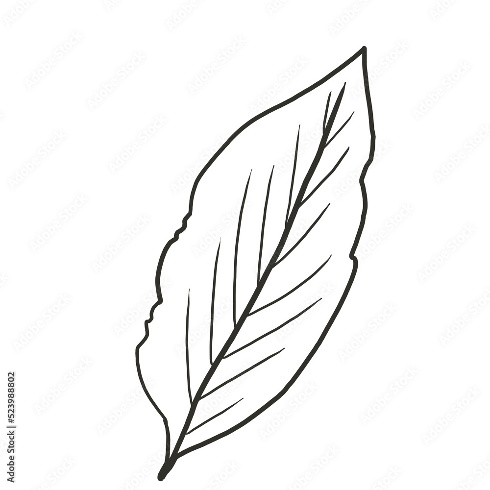 Obraz premium leaf line drawing