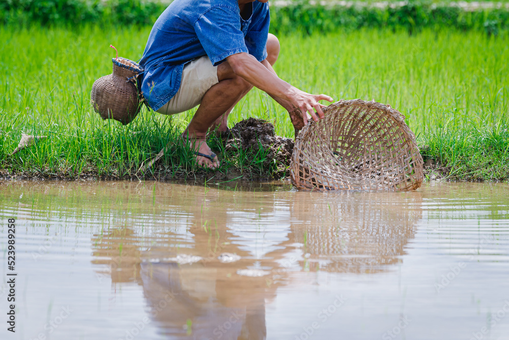 farmer is using a fishing trap to catch fish in the field.