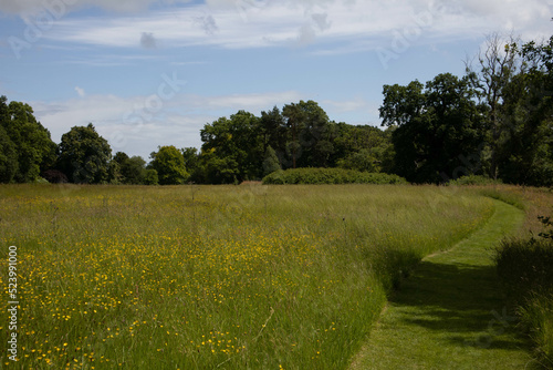 Summer wild flowers