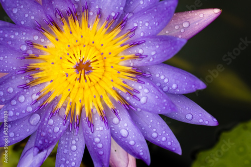 Lotus flower with water drops 