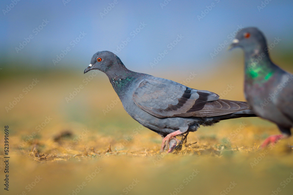 Blue pigeon on ground. Rock pigeon or common pigeon closeup. Stunning bird. Bird in nature. Blue pigeon on ground. Rock pigeon or common pigeon closeup. Stunning bird. Bird in nature.