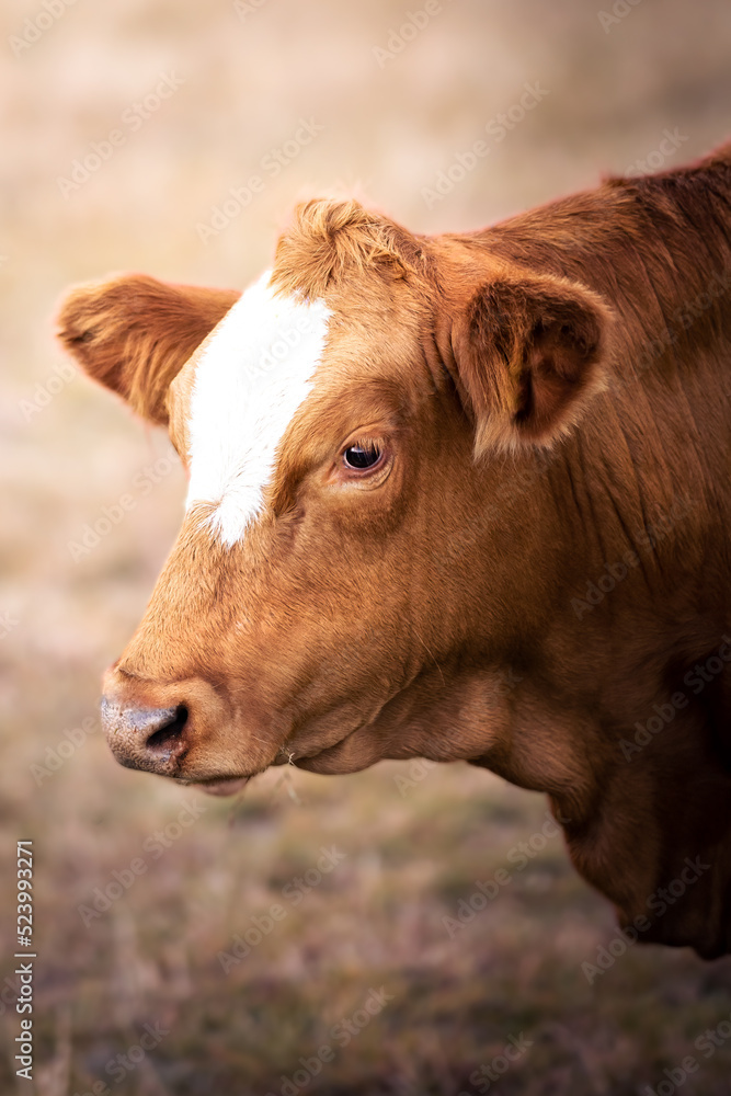 Closeup of the head of a brown cow with white blaze Closeup of the head of a brown cow with white blaze