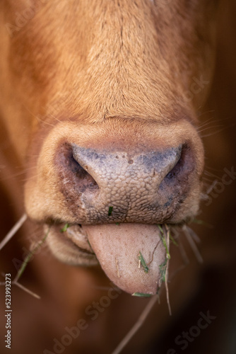 Closeup of a brown cow sticking out her tongue