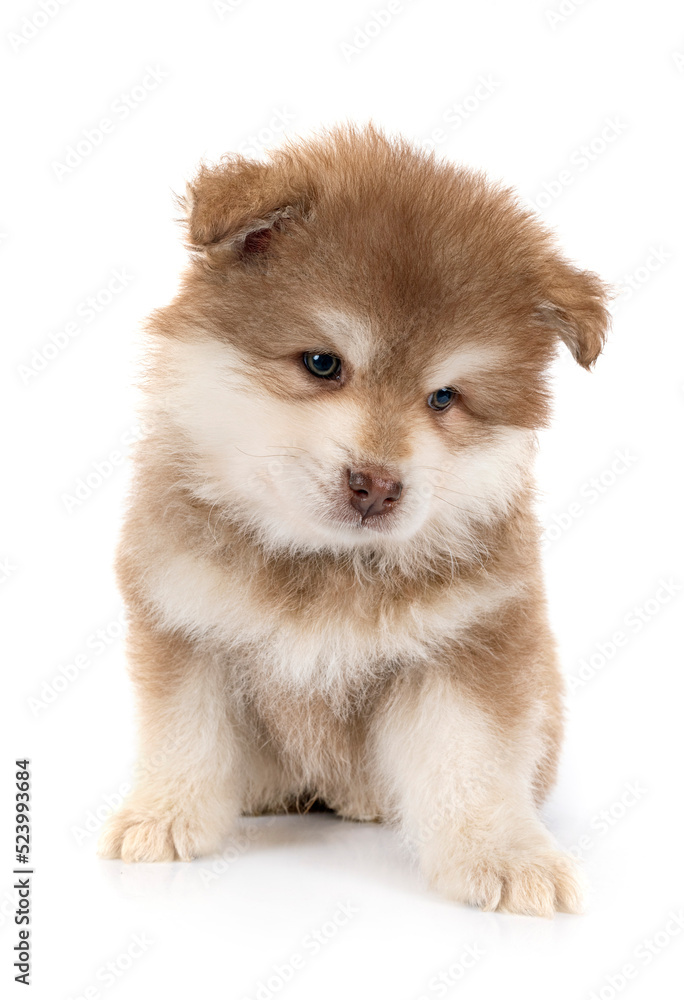 puppy Finnish Lapphund in studio puppy Finnish Lapphund in studio