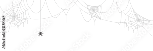 Obraz Vector illustration of spider web isolated on white background.