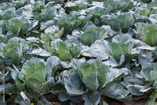 Field of young unripe white cabbage during forming cabbage heads