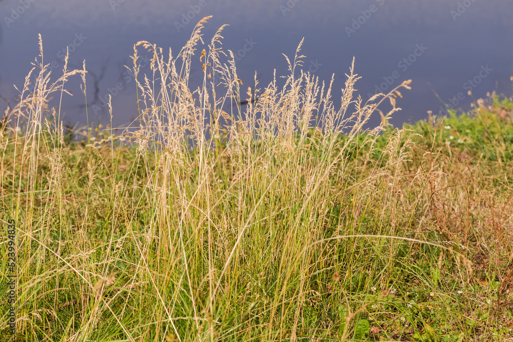 Wild growing tall grass with dry ears against the water Wild growing tall grass with dry ears against the water