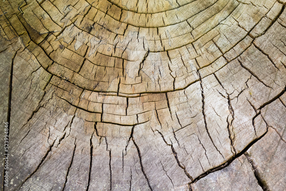 Fototapeta premium Old cracked partly rotten stump of the tree, top view