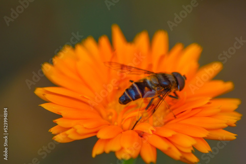 bee on orange flower
