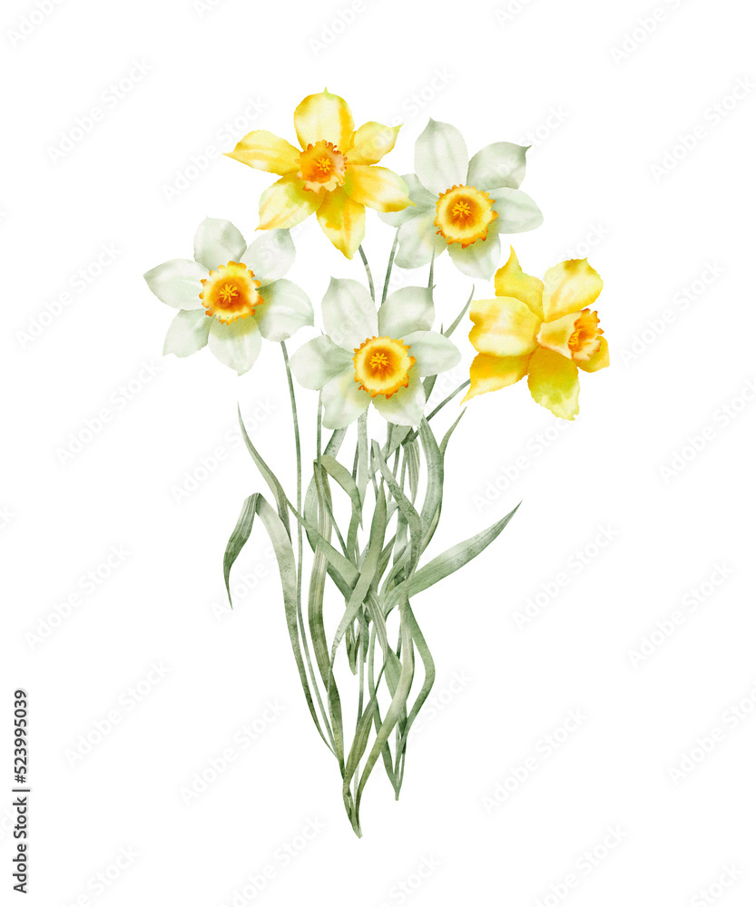 Fototapeta premium Watercolor illustration - Spring garden flowers, daffodils, narcissus, blooming, blossom.
