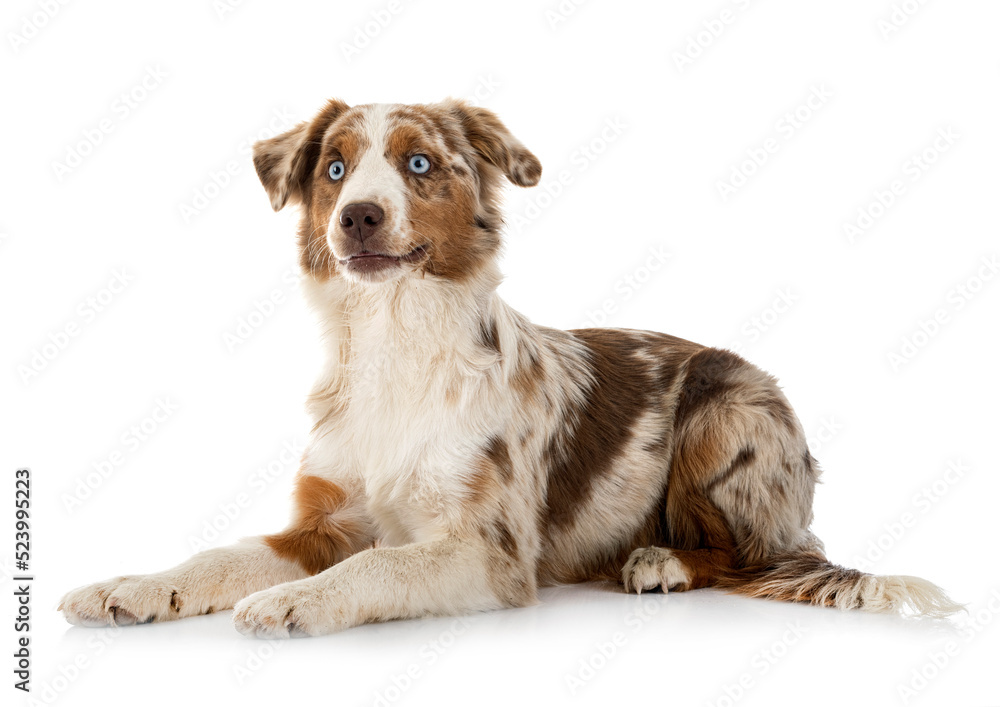 Miniature American Shepherd