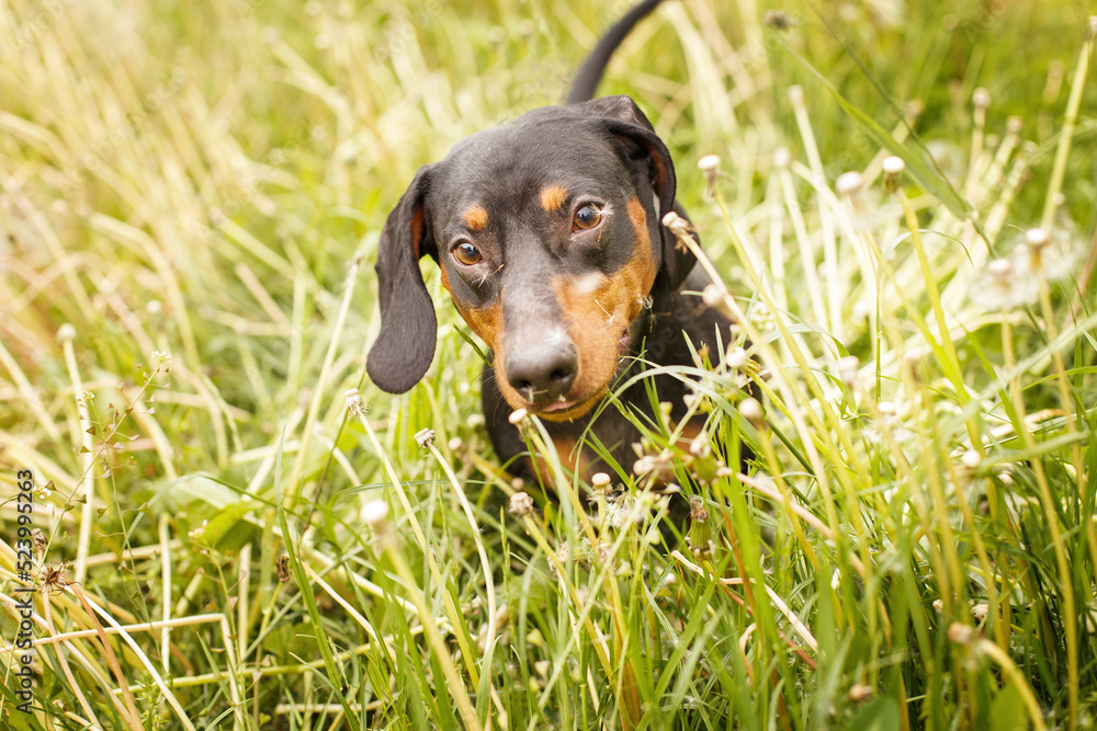 portrait of a cute dachshund dog in a field of dandelions portrait of a cute dachshund dog in a field of dandelions