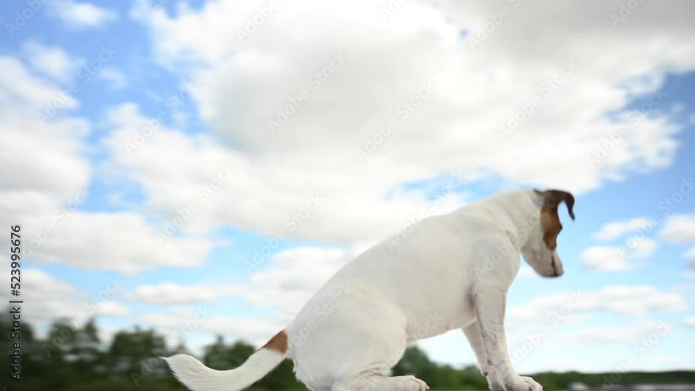 Jack Russell Terrier dog performs tricks. Video 360 degrees. Jack Russell Terrier dog performs tricks. Video 360 degrees.