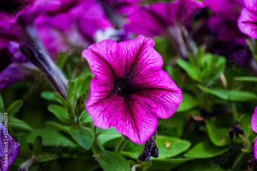 flower in the garden