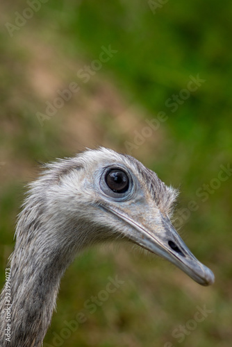 close up of an ostrich
