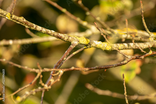 close up of leafless bare branches
