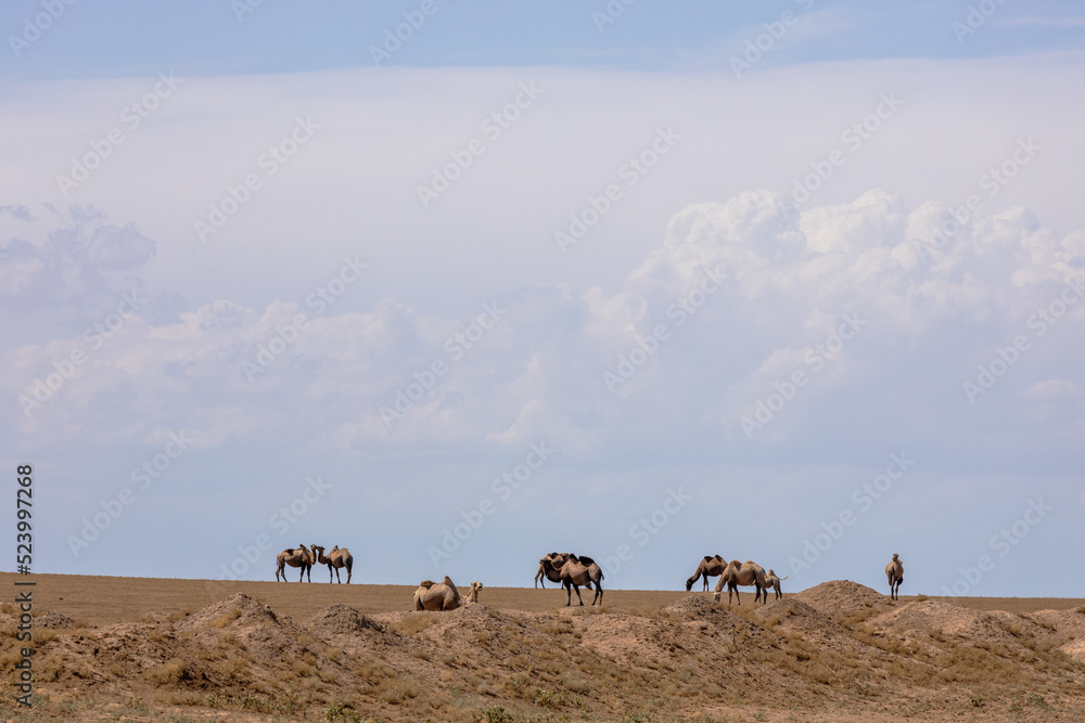 Obraz premium Herd of camels in the desert of Karaganda region, Kazakhstan. Two of them standing closely huddled together.