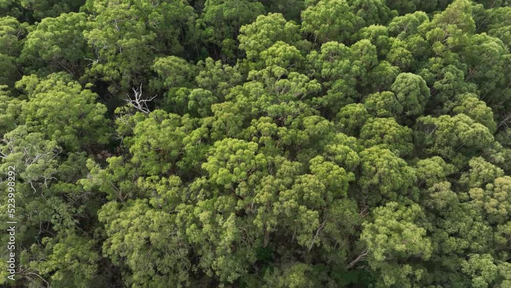 aerial view, top down over tree and shrubs, of the Australian bush. forest in Australia.
