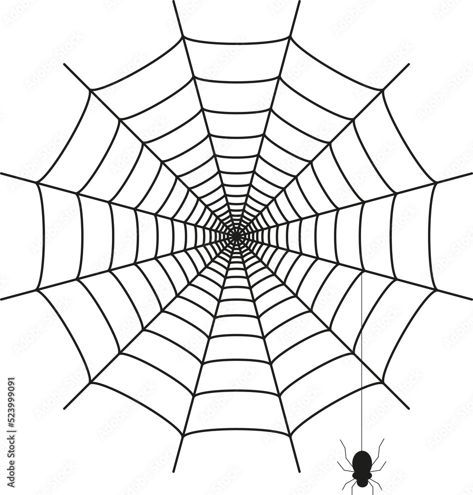 Fototapeta premium Toile d’araignée isolée sur fond blanc 