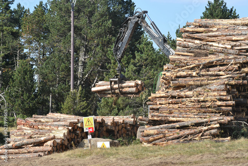 Tableau sur toile Travaux forestiers (Forestry work)