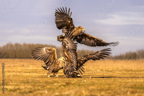 Battle of the white tailed eagles in the air