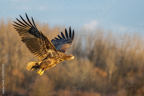 White tailed eagle flying in the air