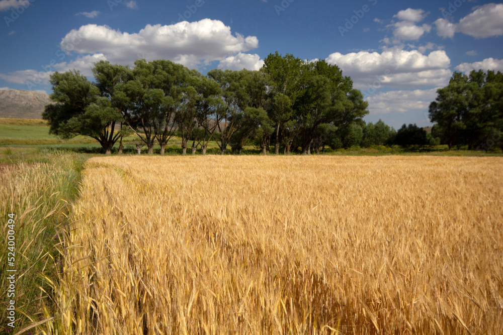 field of ripe yellow wheat