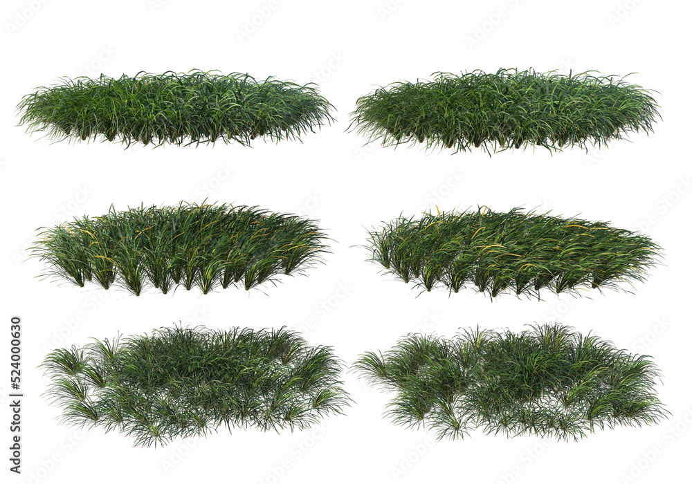 Shrubs and grass on a transparent background
Shrubs and grass on a transparent background