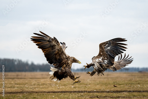 Tela Battle of the white tailed eagles in the air
