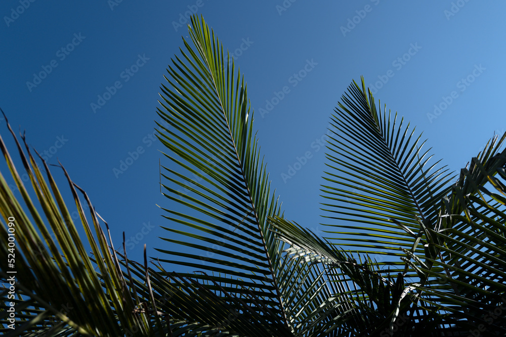 Fototapeta premium Palm leaves background, natural green texture with palm foliage backdrop. Tropical green background.