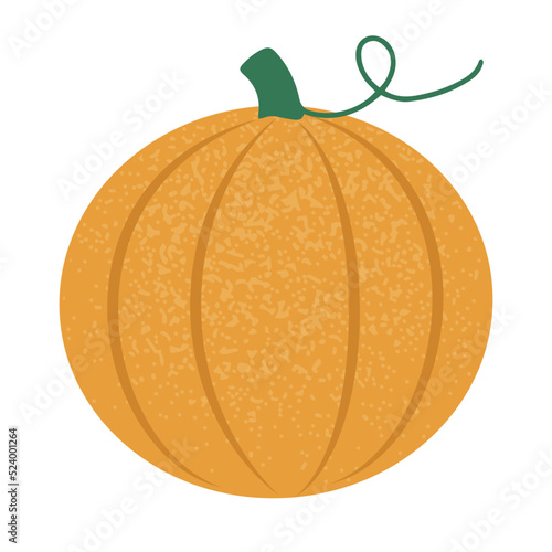 Hand drawn round autumn pumpkin. Isolated on white vector illustration in flat style