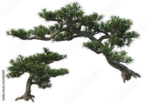 Foto Bonsai on transparent background