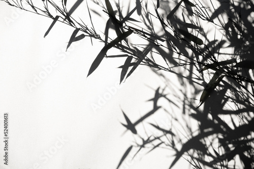 Bamboo silhouette behind white transparent paper - .shadows from plants. Beautiful art background of plant leaves.